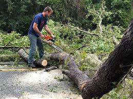 Professional Tree Services in Hidden Hills, CA