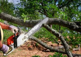 Best Tree Maintenance Programs  in Hidden Hills, CA