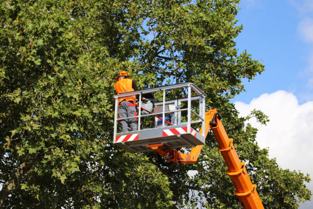 Best Arborist Consultation Services  in Hidden Hills, CA